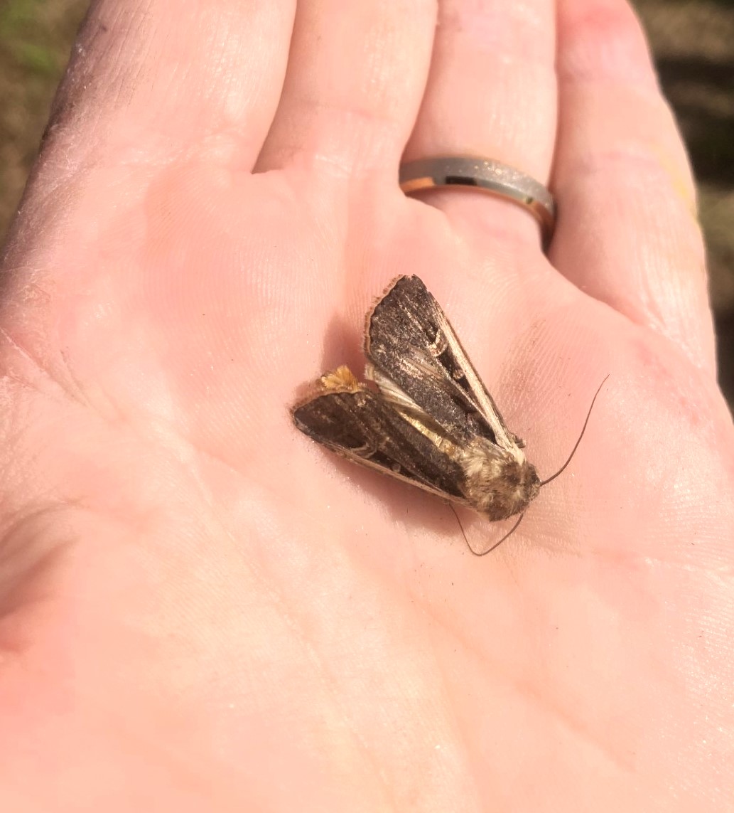WBC moth better cropped.jpg